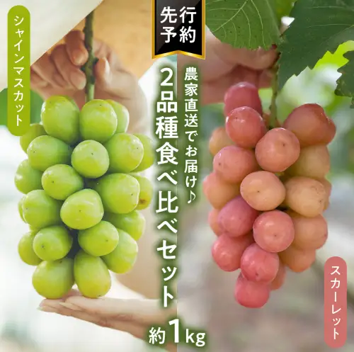 9月上旬以降発送 八千代町産 シャインマスカット スカーレット 2品種食べ比べ 約1kg