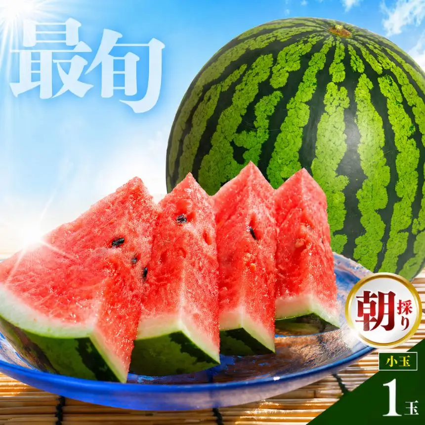 【 順次出荷中 ！】 小玉スイカ1玉 熊本和水町産 スイカ 小玉 | 熊本県 和水町 くまもと なごみまち すいか 西瓜 スイカ 小玉 1玉