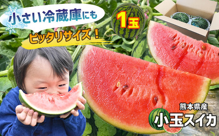 【4月～6月発送】 小玉すいか 1玉