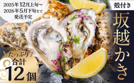 牡蠣 坂越かき 殻付き牡蠣 12個 カキ 牡蠣 かき 海の幸 魚介 貝 【2025年12月上旬-2026年5月下旬まで発送予定】