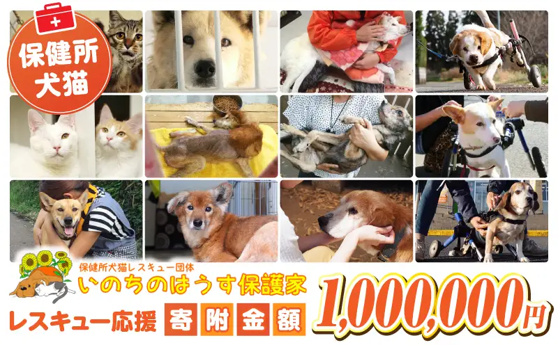 保健所犬猫レスキュー【返礼品なしのご寄附】_a0729_in