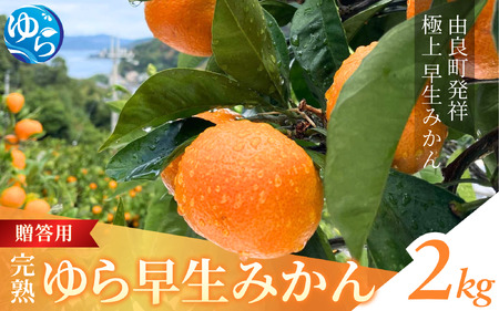 完熟ゆら早生みかん 2kg ☆贈答用☆※2026年11月上旬頃から11月中旬頃に順次発送予定 【kzmn004-kan-2】
