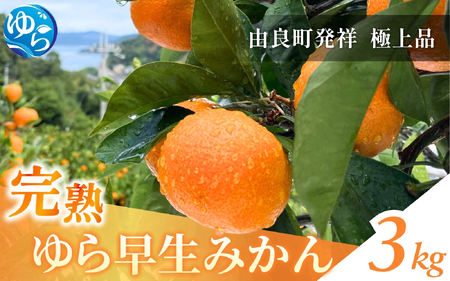 完熟ゆら早生みかん 3kg ※2026年11月上旬頃から11月中旬頃に順次発送予定 【kzmn004-kan-3】