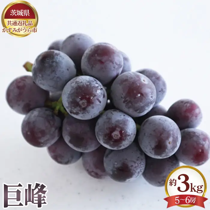 【先行予約】巨峰　約3kg（5～6房）【茨城県共通返礼品 かすみがうら市】 No.654