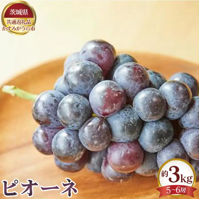 【先行予約】ピオーネ　約3kg（5～6房）【茨城県共通返礼品 かすみがうら市】 No.655
