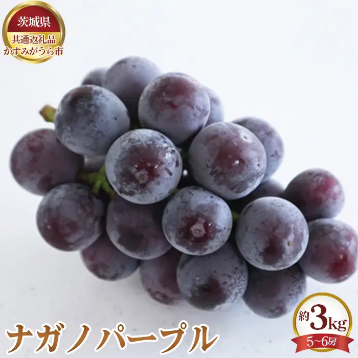 【先行予約】ナガノパープル　約3kg（5～6房）【茨城県共通返礼品 かすみがうら市】 No.658