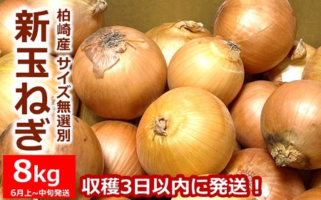 【先行予約・令和8年6月発送予定】おいしいね 新玉ねぎ サイズ無選別 8kg[ZA130]