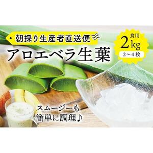 【食用】朝採り アロエベラ生葉 2kg（2枚～4枚）3年物　宮城県産