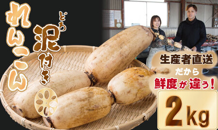 佐賀県産泥付きれんこん（2kg） もりながファーム レンコン 蓮根 レンコン 野菜 A070-023