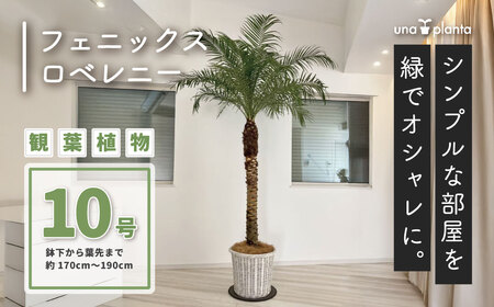 観葉植物 フェニックスロベレニー ロベ 10号（鉢下から葉先まで約