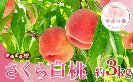 【2026年出荷分先行予約】福島県産 さくら白桃 約3kg (6～12玉) サトー農園 大玉 固め 白桃 伊達の桃 桃 フルーツ 果物 もも モモ momo F20C-837