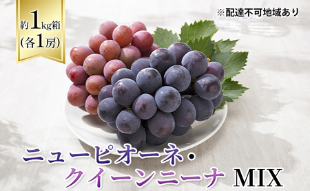 【2026年先行予約】 ぶどう 岡山県産 ニューピオーネ ・ クイーンニーナ MIX 1kg箱（各1房） 《2026年8月下旬-9月中旬頃出荷》 葡萄 ブドウ フルーツ 果物 スイーツ 数量限定 岡山 里庄町 
