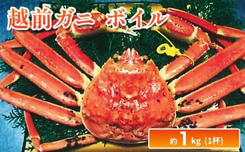 越前ガニ ボイル 約1kg ズワイガニ かに 海鮮 海産物 海の幸 魚介 魚介類 越前かに 越前カニ 越前がに ずわいがに ずわい蟹 カニ 蟹 ボイルガニ 冷蔵 冷蔵配送 福井県 福井 若狭町 若狭