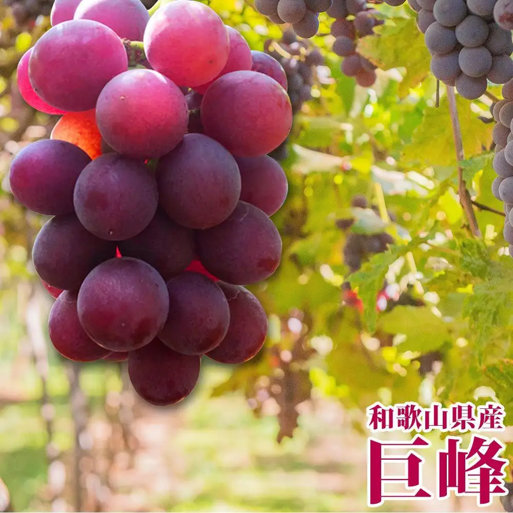 【8・9・12月 全3回】紀州産 巨峰とフルーツ定期便B（巨峰・梨・みかん） 【魚鶴商店】