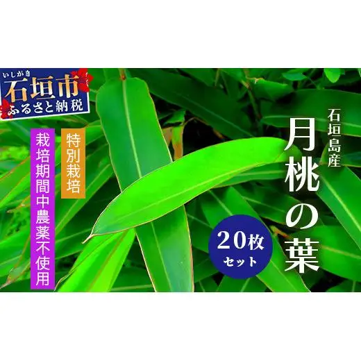 自然栽培の「月桃の葉20枚」セット　OI-15