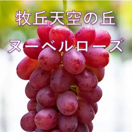 【2026年発送】10月上旬発送「牧丘天空の丘ヌーベルローズ」 約1kg(2～3房)【配送不可地域：離島・沖縄県】【1473356】