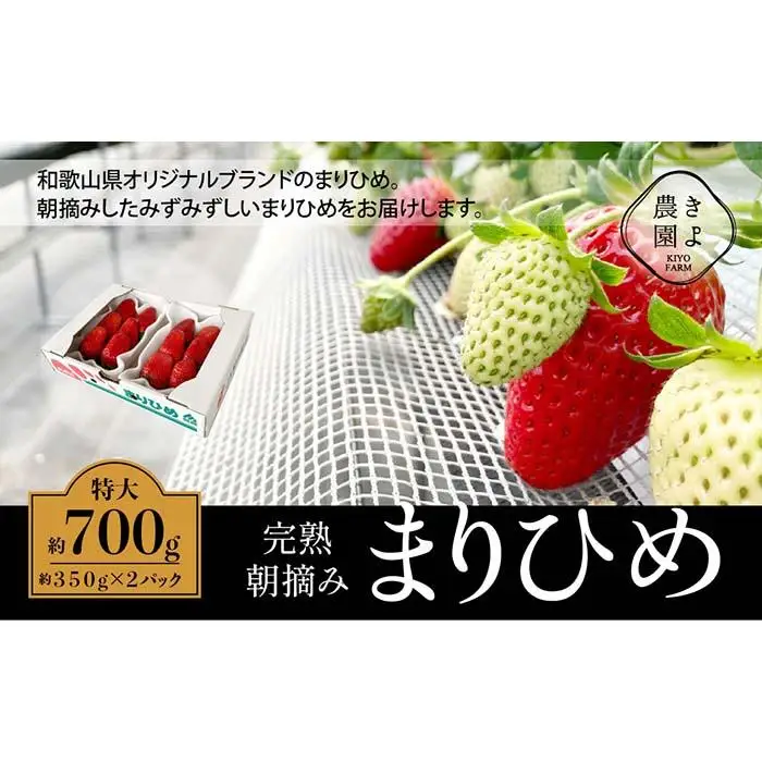 特大まりひめイチゴ 朝摘 6個～11個入×2パック［2027年1月中旬頃より発送］［先行予約］［KT3］