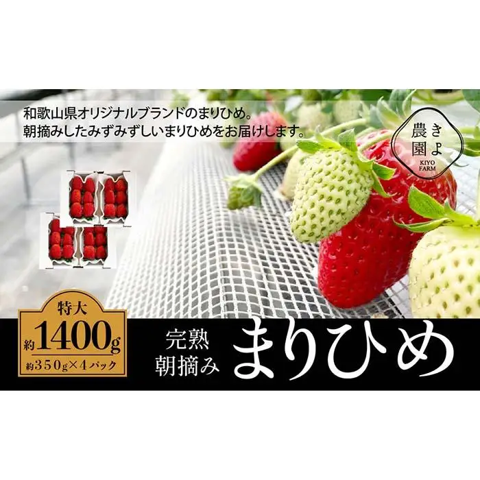 特大まりひめイチゴ 朝摘 6個～11個入×4パック［2027年1月中旬頃より発送］［先行予約］［KT4］