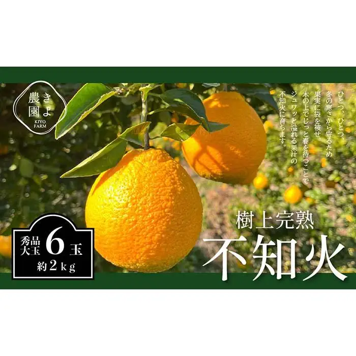 不知火 希少な樹上完熟！ 秀品大玉 6個入 (約2kg)　［2027年2月末頃から3月末頃まで発送］［KT2］
