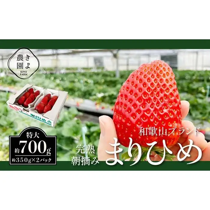 特大まりひめイチゴ 朝摘 6個～11個入×2パック［2027年1月中旬頃より発送］［先行予約］［KT3］