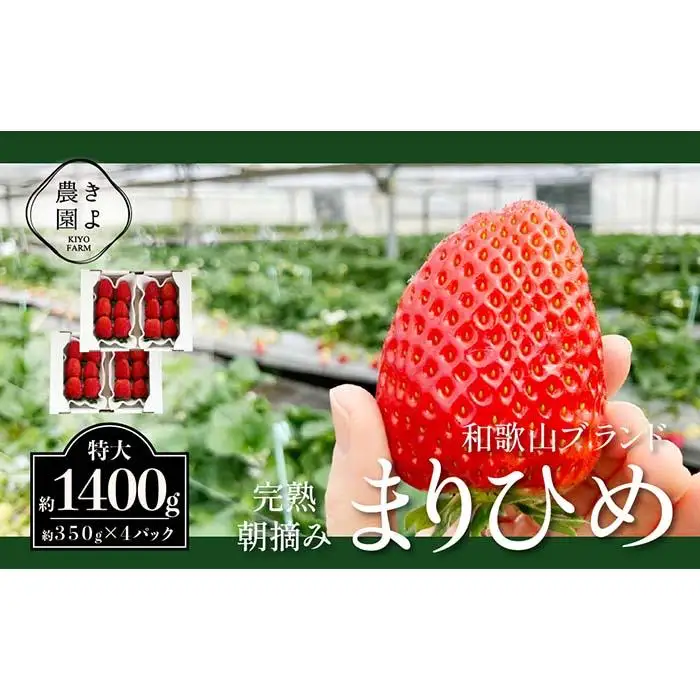 特大まりひめイチゴ 朝摘 6個～11個入×4パック［2027年1月中旬頃より発送］［先行予約］［KT4］