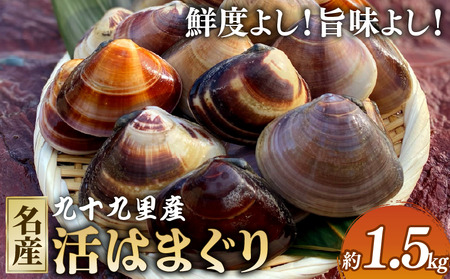 活はまぐり 約1.5kg 【 はまぐり 】