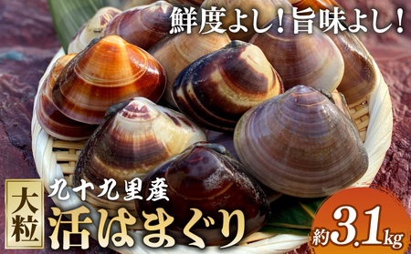大粒活はまぐり 約3.1kg 【 はまぐり 】