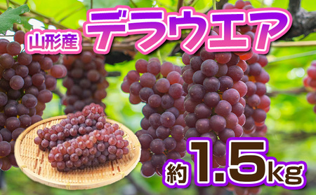 デラウエア 秀品 約1.5kg(5～10房)【令和8年産先行予約】FS23-881 くだもの 果物 フルーツ 山形 山形県 山形市 2026年産