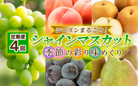 【定期便4回】シーズンまるごと！シャインマスカット 季節の彩り味めぐり【令和8年産先行予約】FU23-884 くだもの 果物 フルーツ 山形 山形県 山形市 2026年産