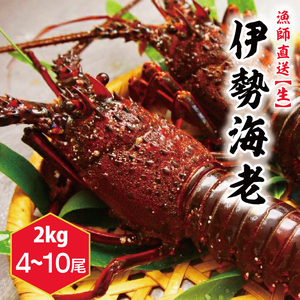 【漁師直送／生】伊勢海老 （2kg／4～10本） 伊勢エビ (KBL-23)