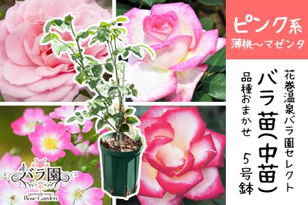 ＜色で選べる♪＞花巻温泉バラ園で育った「バラ中苗」5号サイズ -ピンク-【1857】-<2026年3月より発送>