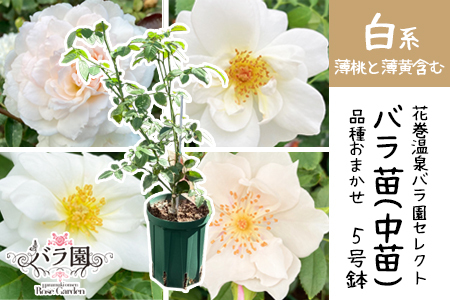 ＜色で選べる♪＞花巻温泉バラ園で育った「バラ中苗」5号サイズ -白-【1859】<2026年3月より発送>