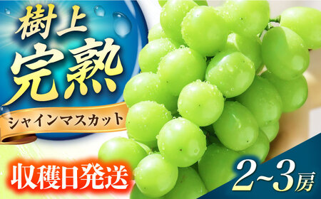 家庭用シャインマスカット[ECL005] シャインマスカット