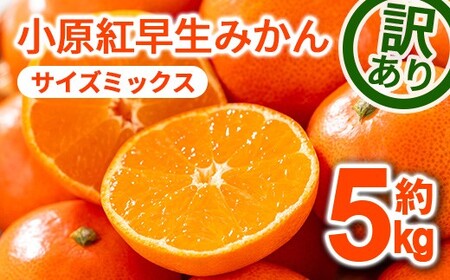 ＜先行予約！2026年12月上旬以降順次発送予定＞＜訳あり・家庭用＞香川県産 小原紅早生みかん(約5kg/サイズミックス) 国産 果物 フルーツ みかん ミカン 柑橘 新鮮 【man089-A】【Aglio nero】