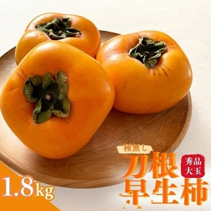 【先行予約】種無し柿 刀根早生柿 秀品大玉 約1.8kg（6個） 2026年9月末頃～10月末頃に順次発送予定（お届け日指定不可）/ 柿 かき 種無し 秀品 大玉 フルーツ 果物 くだもの【kiy002A】 