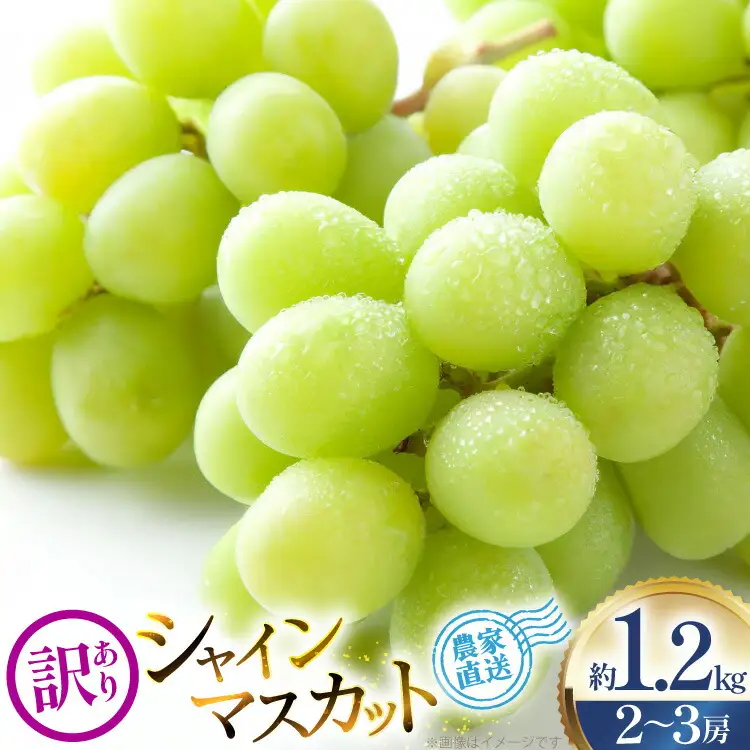 【2026年発送】 シャインマスカット 訳あり 2～3房 約1.2kg [治右衛門果樹園 山形県 高畠町 tk06ays830003]