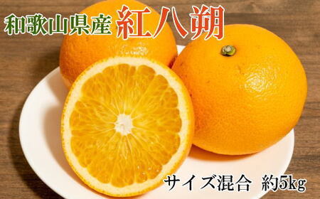 【希少品】和歌山県産紅八朔約5kg（サイズ混合）★2027年1月下旬～2027年2月中旬頃順次発送【先行予約】【TM88】【TM025-tec944A】