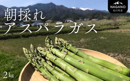 KY02 朝採りアスパラガス 約2kg （冷蔵便） ／ 2026年4月中旬頃～順次発送 // 長野県産 南信州産 春アスパラ 夏アスパラ アスパラ 野菜