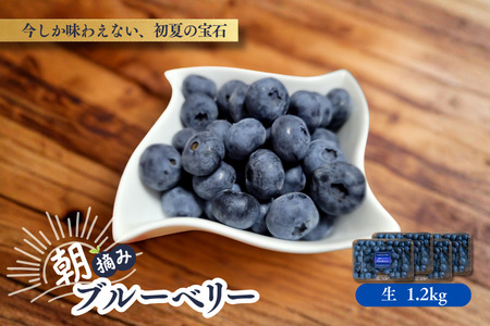 KB01 ブルーベリー 約1.2kg ／2026年6月下旬頃から発送予定//南信州 国産 長野県産 ブルーベリー 大粒 甘い 人気 新鮮 厳選 贈答