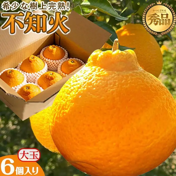 不知火 希少な樹上完熟！ 秀品大玉 6個入 (約2kg)　［2027年2月末頃から3月末頃まで発送］［KT2］