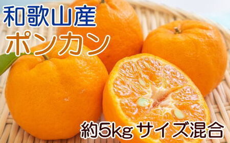 【先行予約】和歌山産 ポンカン 約5kg（サイズ混合・秀優品）