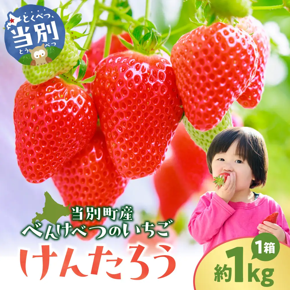 【2026年先行予約】べんけべつのいちご けんたろう 約1kg (1箱4パック入り)  | イチゴ いちご べんけべつのいちご 道産子イチゴ