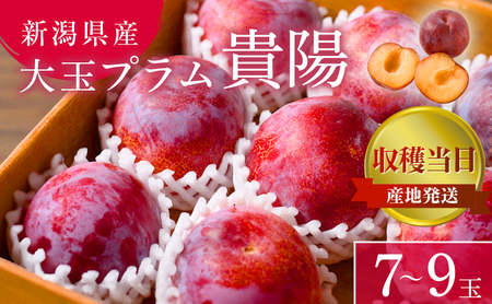プラム 貴陽 7～9玉 収穫当日出荷 冷蔵便 大玉 すもも 皮ごと フルーツ 果物 おやつ デザート 希少品種 産地直送 新潟県 新潟 