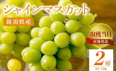 シャインマスカット 2房 約1～1.2Kg 収穫当日出荷 ぶどう フルーツ 果物 皮ごと食べられるぶどう 種なし おやつ デザート 産地直送 新潟県 新潟 