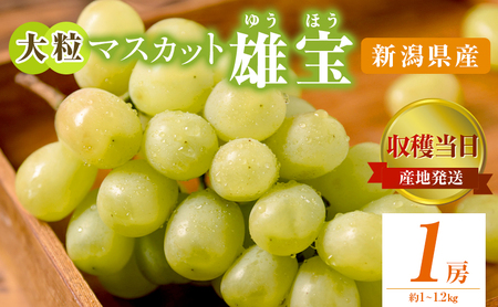 雄宝 1房 約1～1.2kg 収穫当日出荷 大粒 マスカット ぶどう フルーツ 果物 皮ごと食べられるぶどう 新品種 種なし シャインマスカット おやつ デザート 産地直送 新潟県 新潟 