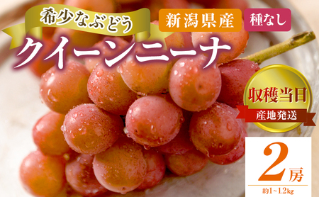 クイーンニーナ 2房 約1～1.2kg 収穫当日出荷 大粒 ぶどう フルーツ 果物 種なし おやつ デザート 新品種 希少品種 産地直送 新潟県 新潟 
