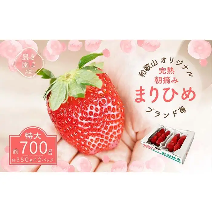特大まりひめイチゴ 朝摘 6個～11個入×2パック［2027年1月中旬頃より発送］［先行予約］［KT3］