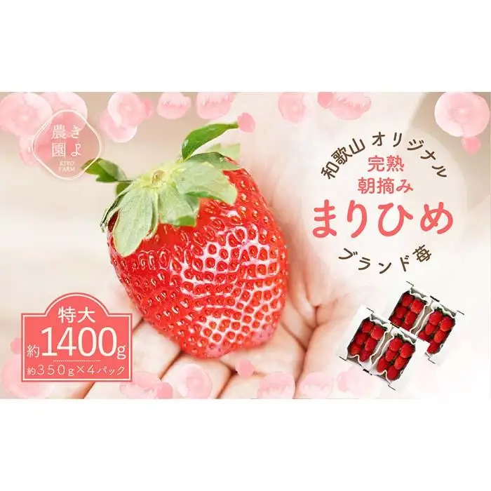 特大まりひめイチゴ 朝摘 6個～11個入×4パック［2027年1月中旬頃より発送］［先行予約］［KT4］
