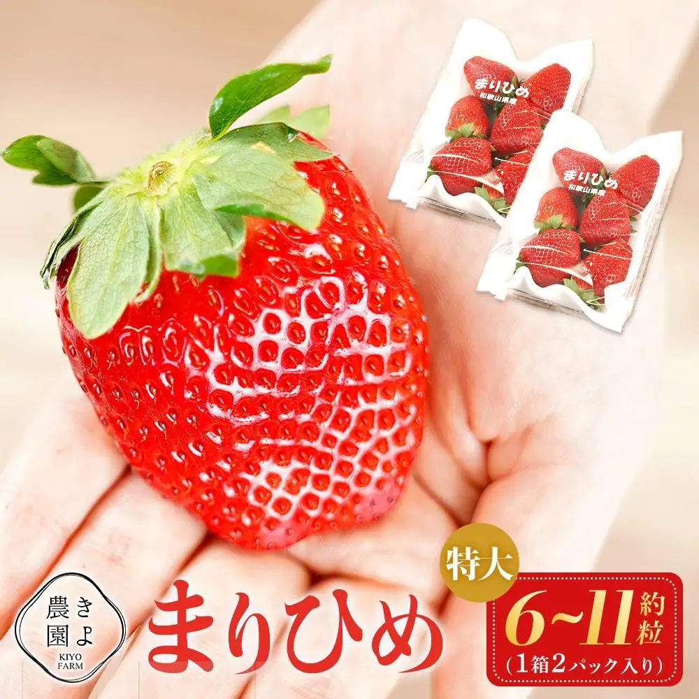 特大まりひめイチゴ 朝摘 6個～11個入×2パック［2027年1月中旬頃より発送］［先行予約］［KT3］