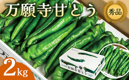 【2026年発送分】万願寺甘とう 化粧箱入 秀品 2kg ： 京野菜 万願寺とうがらし 万願寺甘とう